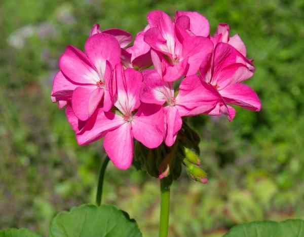 Successful sowing of Pelargoniums