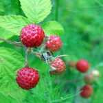 How to properly stake raspberry bushes?