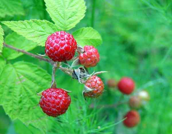 How to properly stake raspberry bushes?