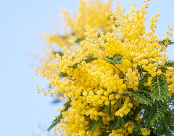 How to dry mimosa?
