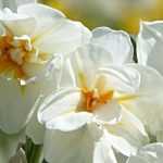 6 highly scented varieties of Narcissus