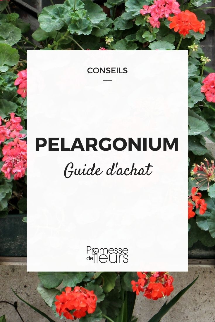 Choosing the Right Pelargonium