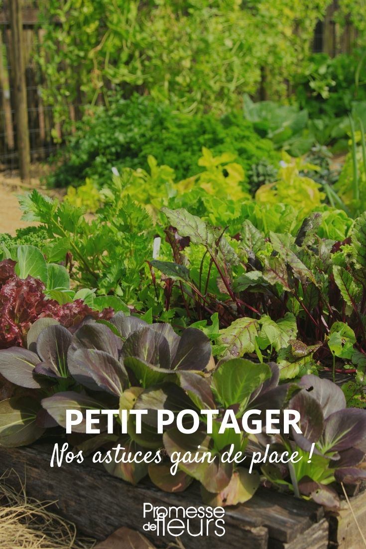 Mini Vegetable Garden