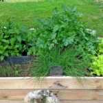 Small vegetable patch: our space-saving tips