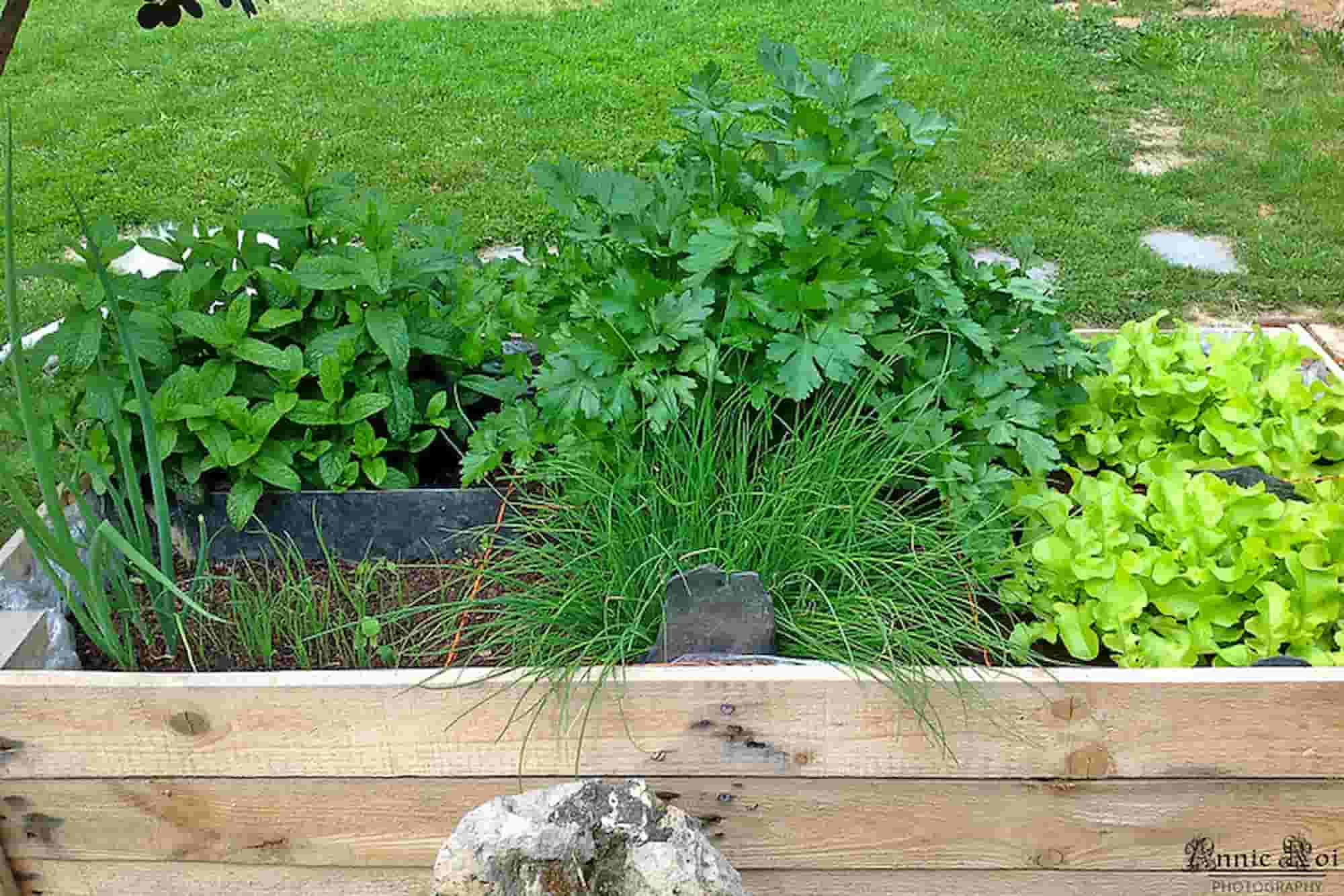 Small vegetable patch: our space-saving tips