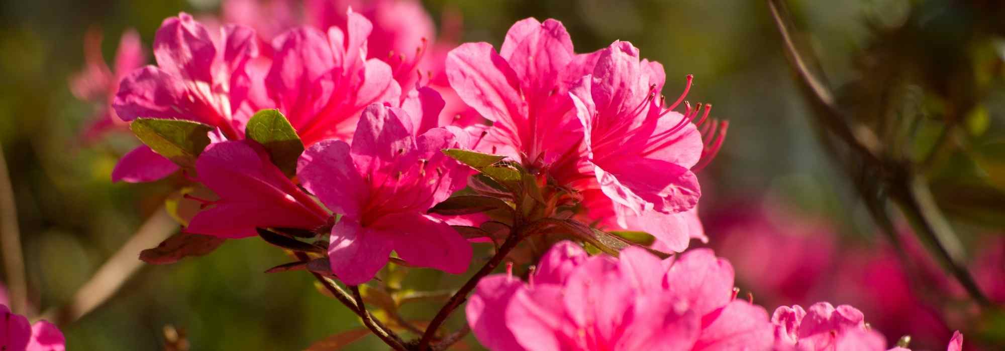 How to choose an azalea?