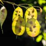 Successful sowing of Honesty (Lunaria annua)