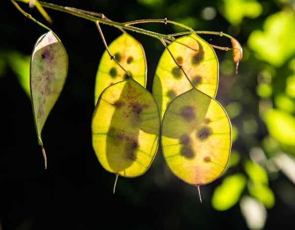 Successful sowing of Honesty (Lunaria annua)