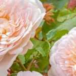 Roses named after poets and writers
