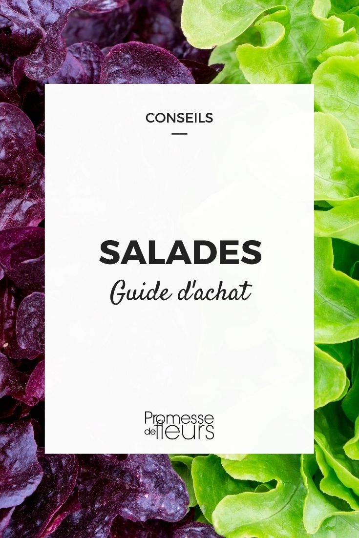 Choosing Salad Greens