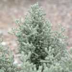 How to take a cutting from santolina?