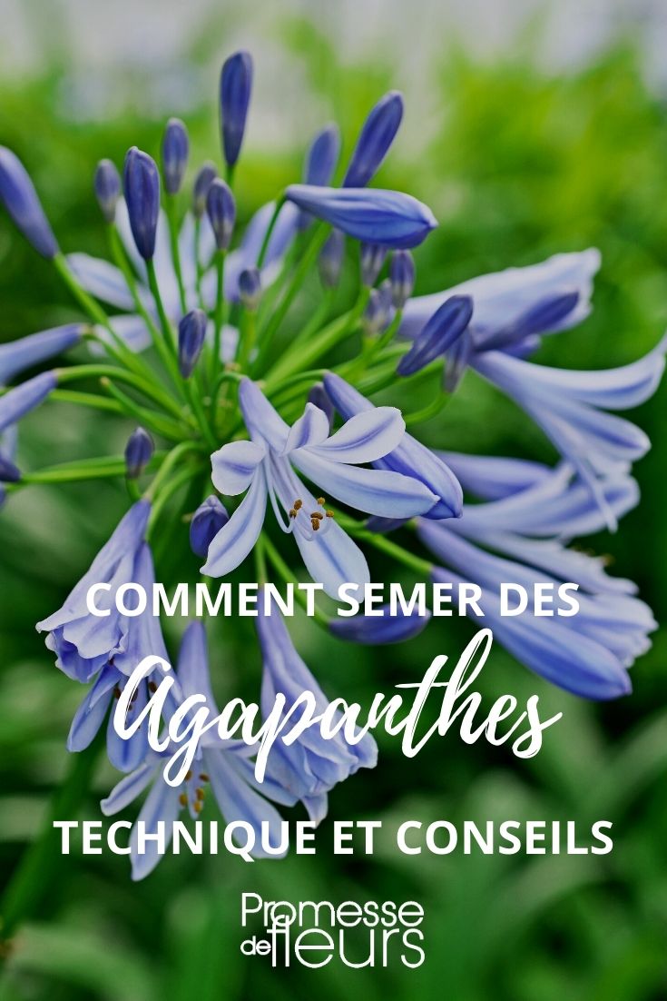 Sowing Agapanthus: A Tutorial