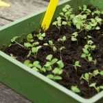 Sowing in seed trays