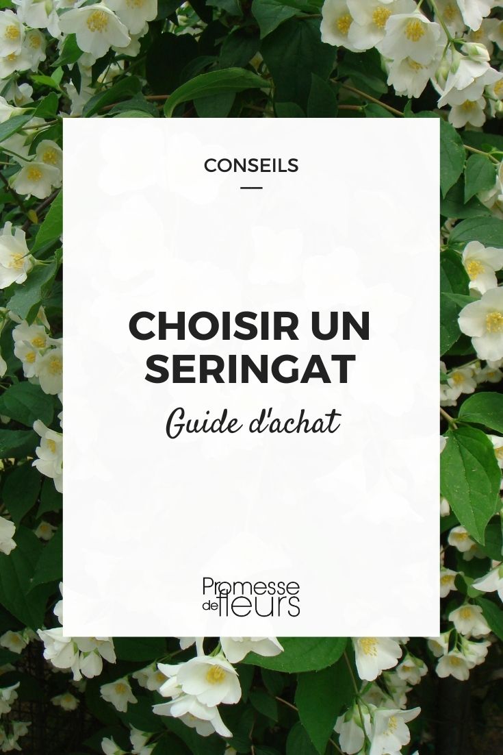 Mock Orange, Philadelphus, How to Choose?