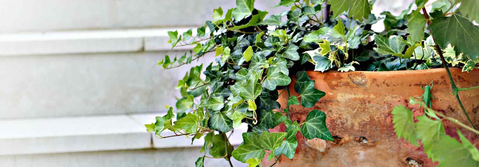 Potted plants: what is top-dressing?