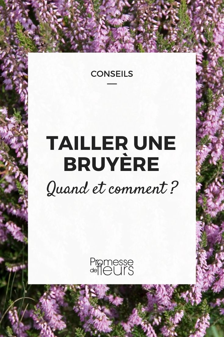 When and How to Prune Heather

Pruning heather is essential to maintain its beautiful appearance and encourage blooming. Here’s a simple guide on when and how to prune your heather plants effectively.

### Best Time for Pruning

The ideal time to prune heather is in late spring, just after the blooming period. This timing helps prevent the plant from becoming leggy and promotes a lush, compact growth.

### Pruning Technique

1. **Assess the Plant**: Before you start pruning, assess the overall shape and health of your heather. Identify any dead, diseased, or overgrown branches that need removal.

2. **Use the Right Tools**: For a clean cut that will help prevent disease, use sharp, clean pruning shears.

3. **Prune for Shape**: Trim back the flowering stems by about one-third their length, making sure to cut just above the new growth or a set of leaves. This encourages the plant to branch out.

4. **Thin Out**: If the center of the plant appears dense and overgrown, thin out some of the stems to allow light and air to penetrate, which will help reduce the risk of disease.

5. **Clean Up**: After pruning, clear away all the cuttings from around the base of the plant to discourage pests and diseases.

Following these simple steps will help keep your heather looking vibrant and healthy throughout the year. Happy gardening!