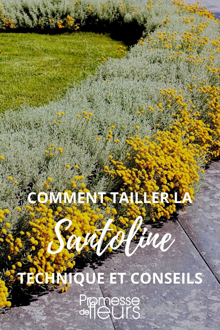 Pruning of Santolina