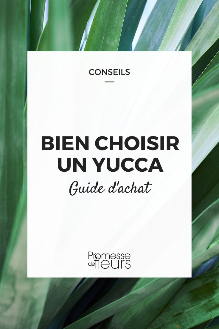 Choosing Yuccas