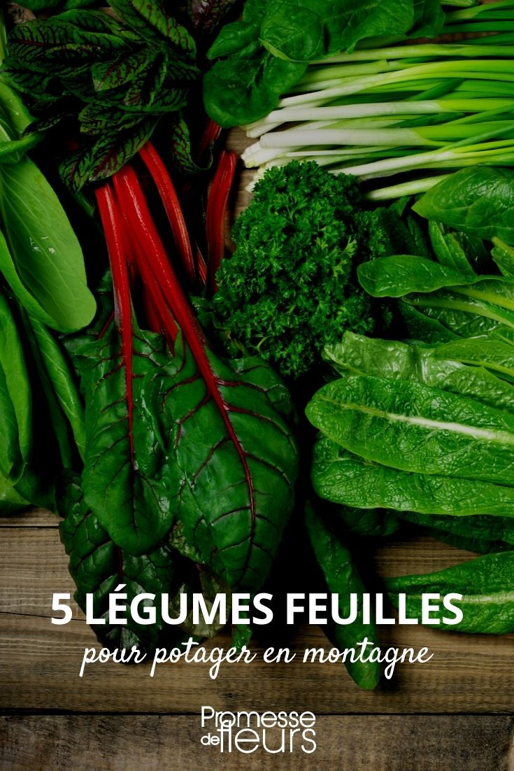 Mountain Garden Leaf Vegetables