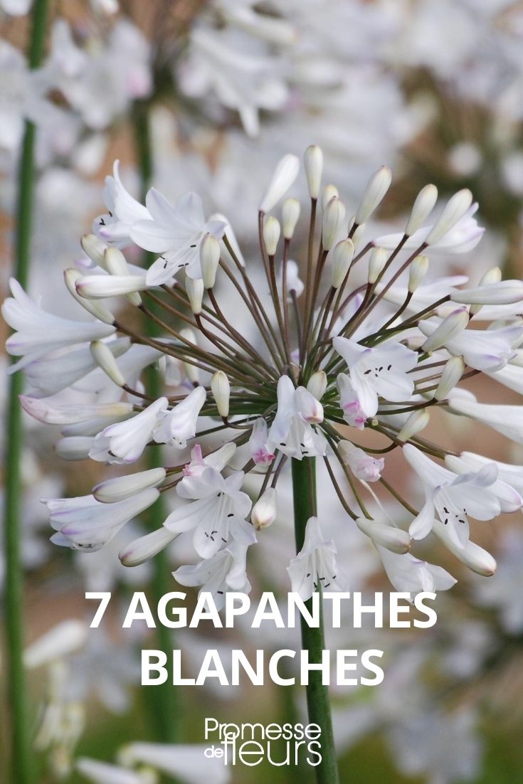 white agapanthus