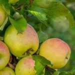 What is alternate bearing in fruit trees?