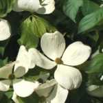 10 XXL flower bushes