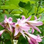 10 bulbous plants with XXL flowers