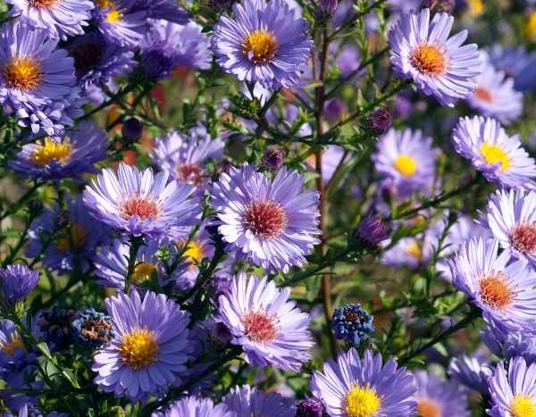 How to Stake an Aster? Techniques and Advice