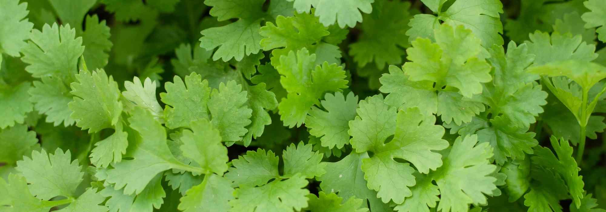 To grow coriander in a pot