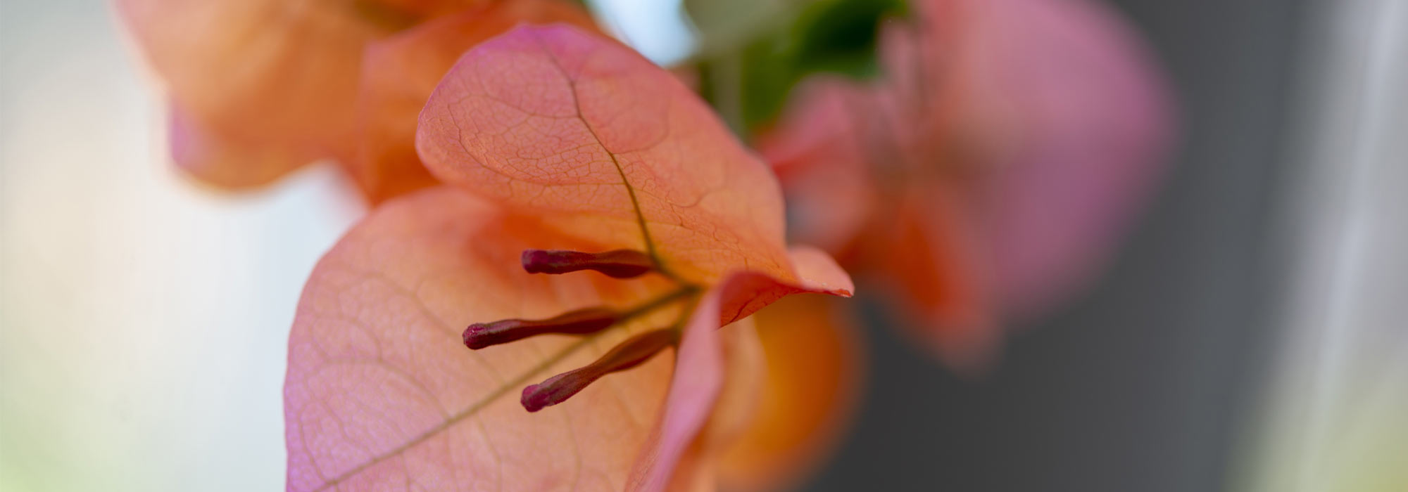 To grow a bougainvillea in a pot