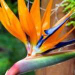To grow Strelitzia in a pot