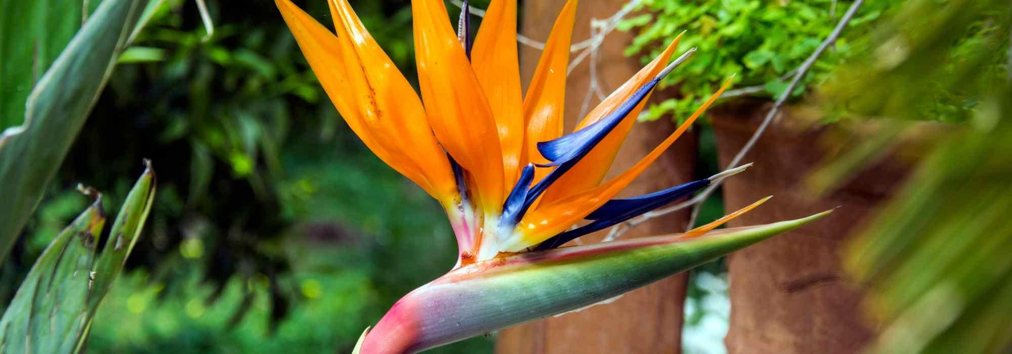 To grow Strelitzia in a pot