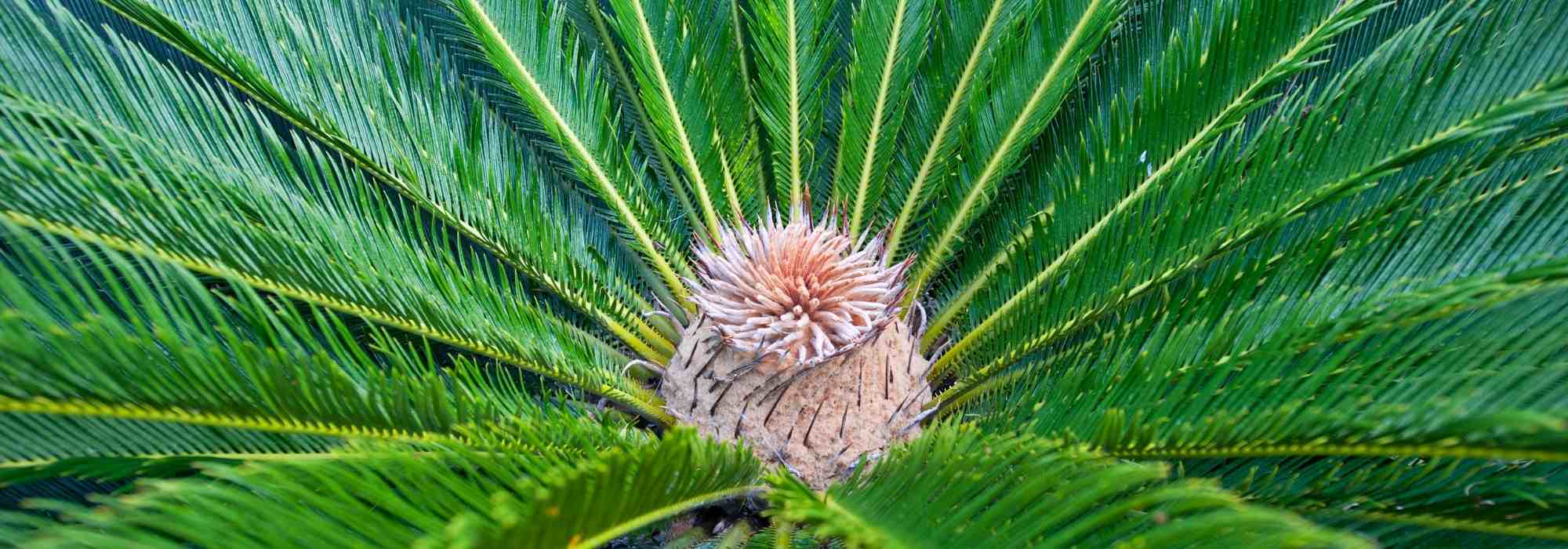 Cycas: planting and care