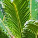 Cycas revoluta: 10 questions &amp; answers
