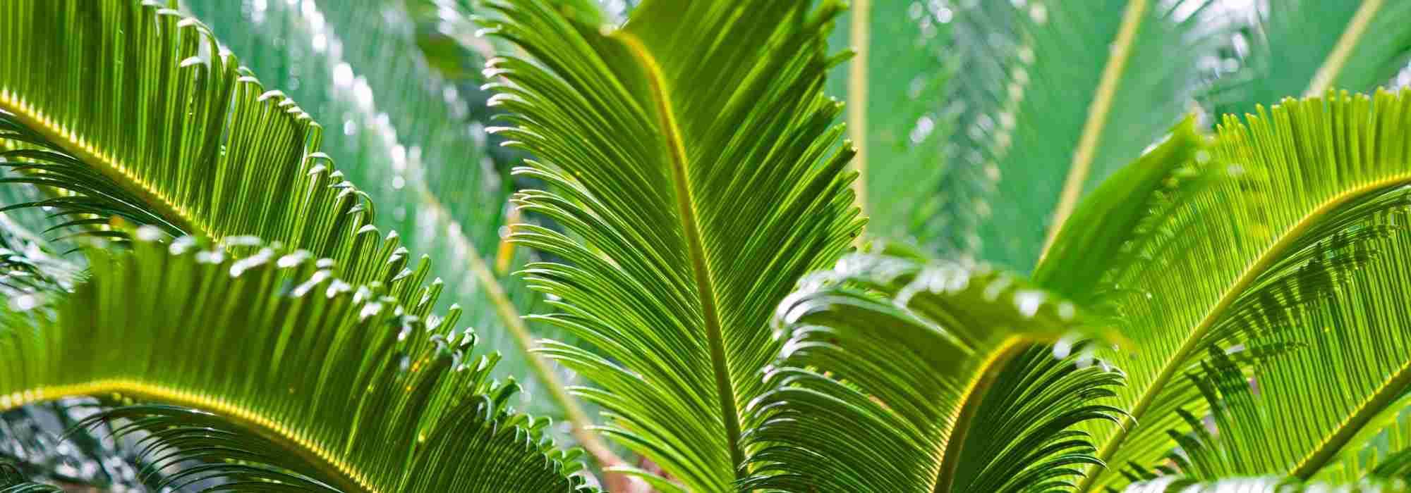 Cycas revoluta: 10 questions &amp; answers