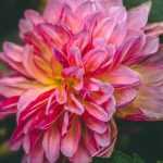 To grow a dahlia in a pot