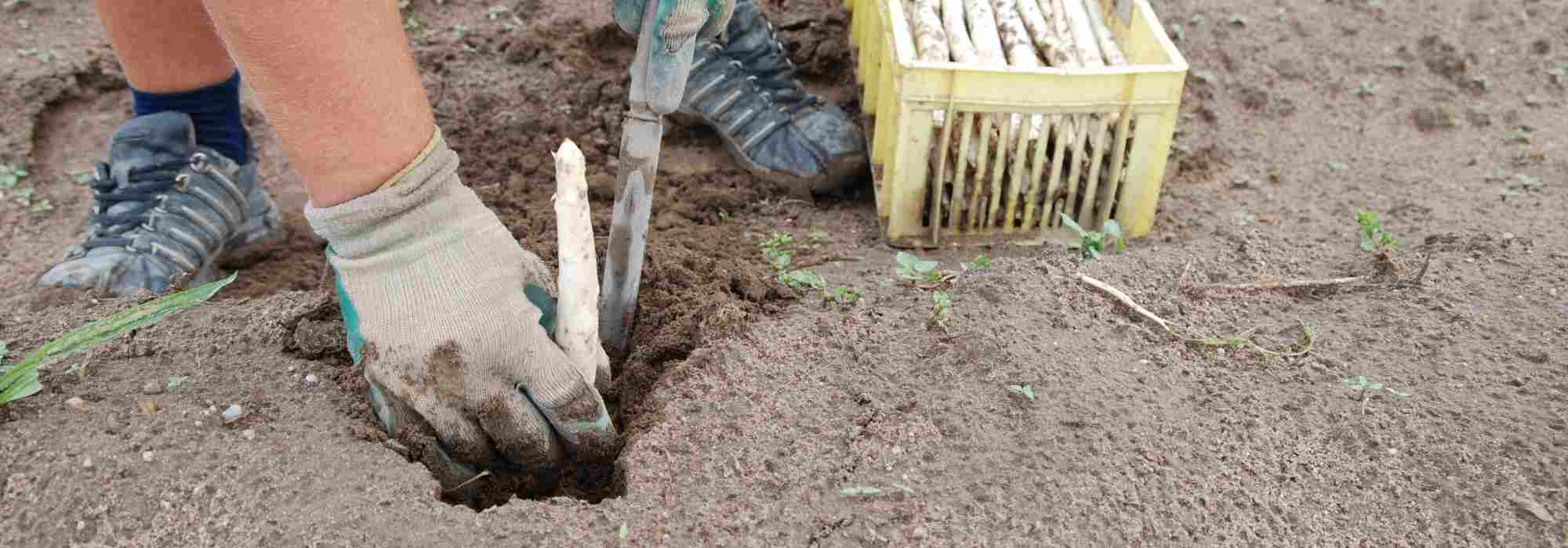 What is an asparagus gouge used for?