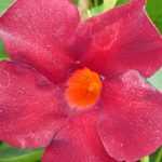 10 tips to successfully grow dipladenia