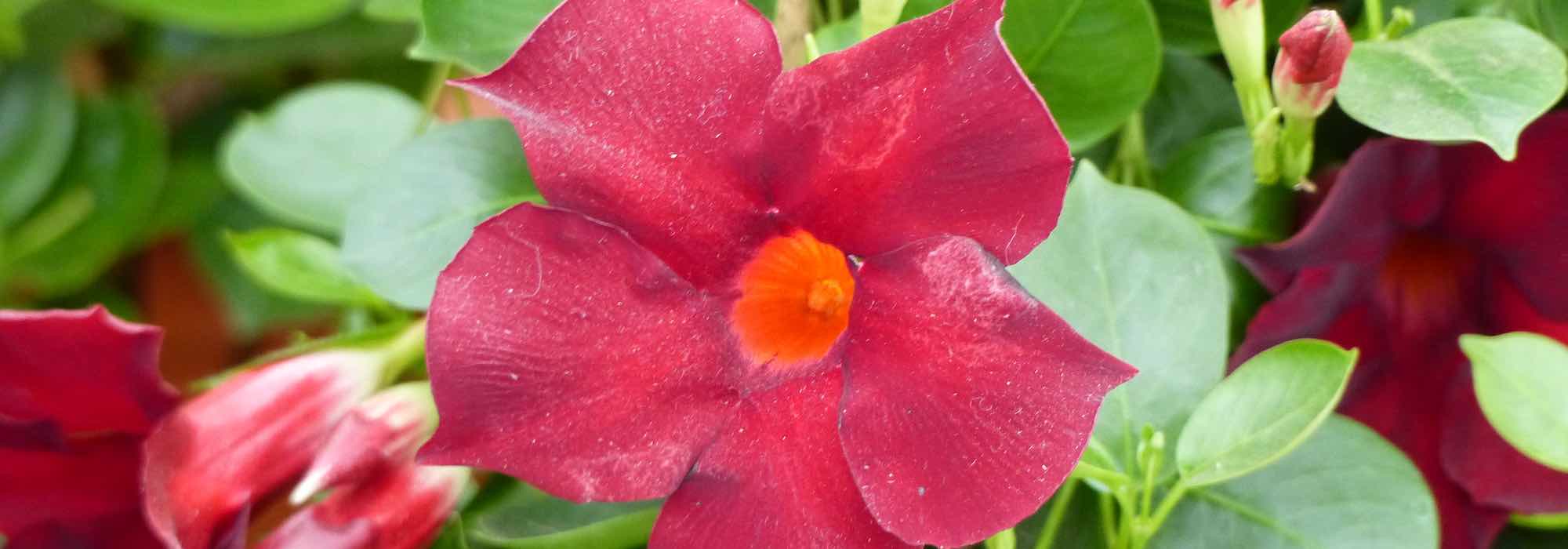10 tips to successfully grow dipladenia