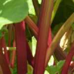 How to make rhubarb liquid manure?