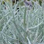 How to prune Helichrysum?