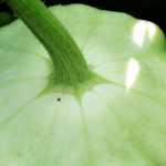 Pattypan squash: sowing, cultivation, harvest