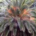 Phoenix: planting, growing and care