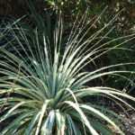 Puya: planting, growing, and maintaining
