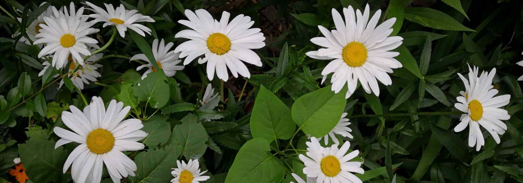 Using pyrethrum in the garden