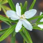 What can be planted on an east-facing terrace?