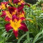 7 perennials with XXL flowers