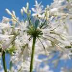 White agapanthus: 7 varieties to discover