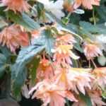 6 annuals or biennials for shade