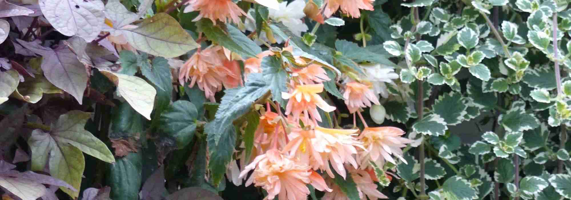 6 annuals or biennials for shade